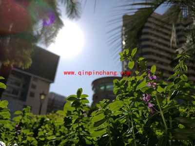 华为Mate8拍照效果怎么样？