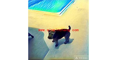 Prisma是什么?Prisma玩法介绍