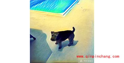 Prisma怎么保存图片？