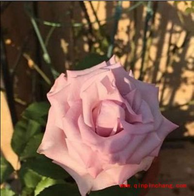 iPhone6s拍摄会动的照片教程