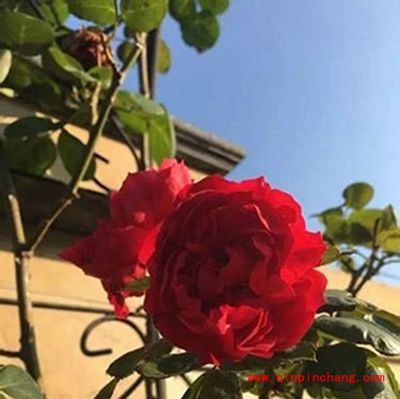 iPhone6s拍摄会动的照片教程