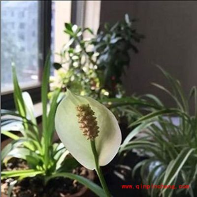 iPhone6s拍摄会动的照片教程