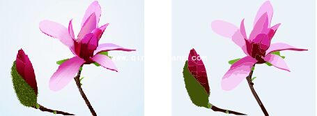 cdr描摹位图功能在哪里?coreldraw位图轮廓描摹操作方法