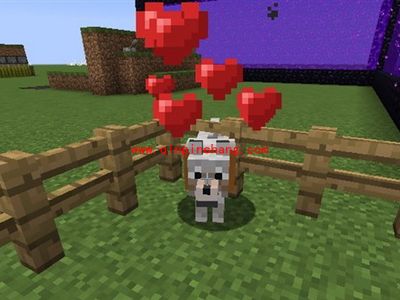 我的世界狗怎么来的?我的世界养狗攻略