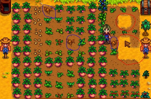 星露谷物语春天野种怎么获得?星露谷物语春天野种枯萎怎么办?