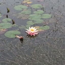 网络文件银行之网际传神 4.0