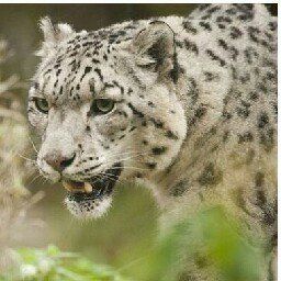 峰回路转自动备份系统 8.1.0.1.20090630