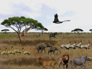 3D Serengeti Safari 3.4