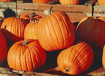 Pumpkins! 1.0
