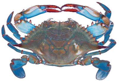 Blue Crab 5.0.05