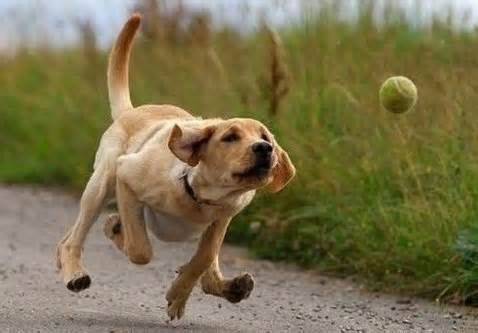 Fetch 5.6