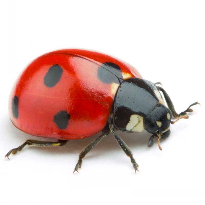 Coccinella 0.96.20