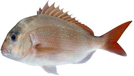 Snapper 2.1