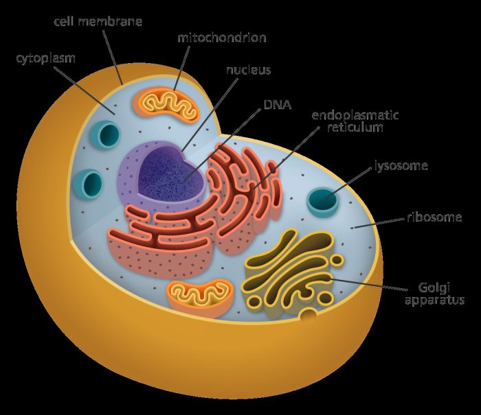Cell 1.2