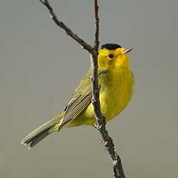 Warbler 1.0.1 VST