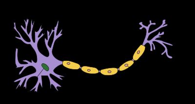 NEURON 7.1