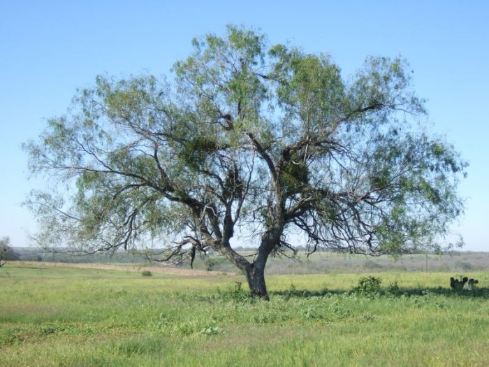 Mesquite 2.73
