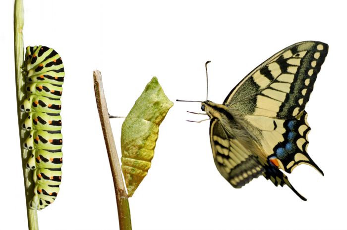 Transform 0.11
