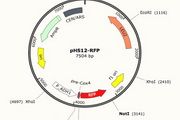 SnapGene Viewer For Mac 2.8.3