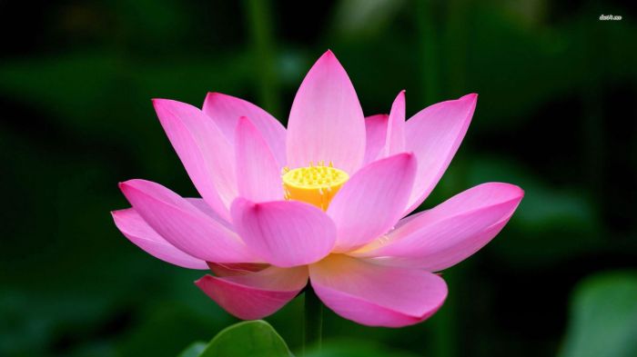 Lotus 4.1.1