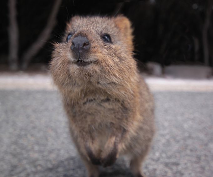 Quokka 2.0
