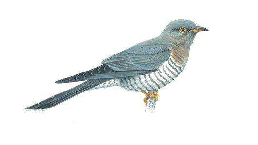 Cuckoo 1.2.5