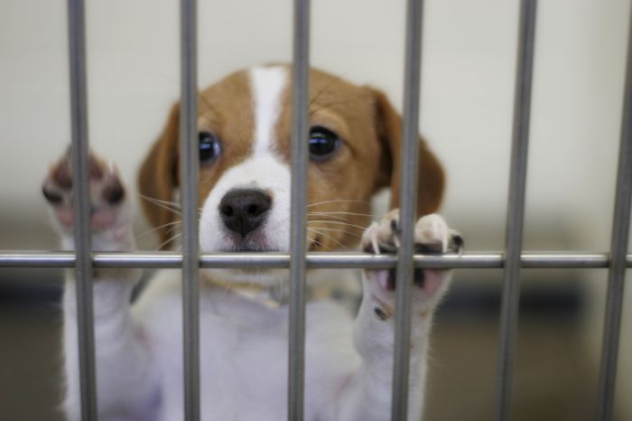 Animal Shelter 2.8.5