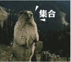 土拨鼠表情包 免费版