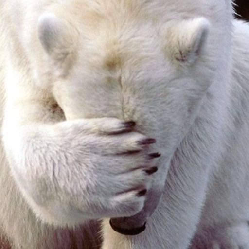 神烦狗doge表情包 绿色版