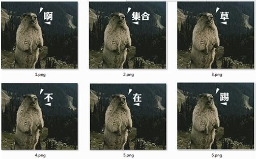 土拨鼠表情包 免费版 www.qinpinchang.com