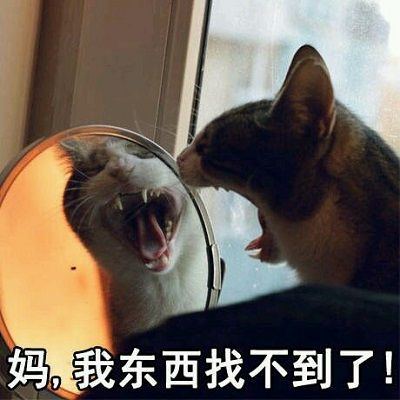 猫喊妈的表情包 高清全套 www.qinpinchang.com