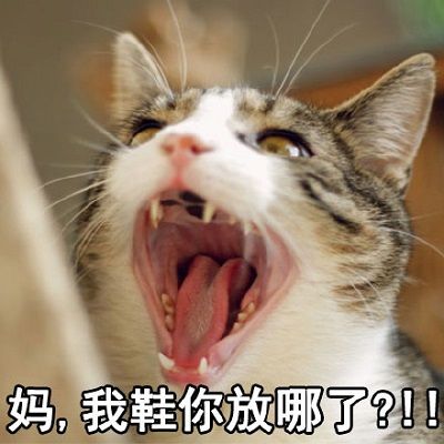 猫喊妈的表情包 高清全套 www.qinpinchang.com
