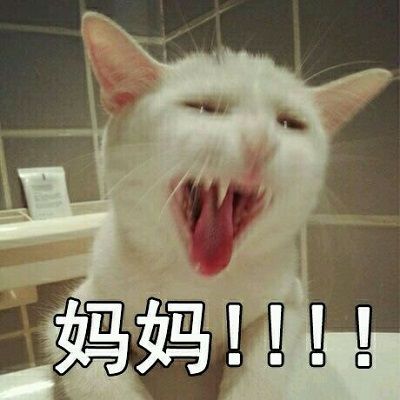 猫喊妈的表情包 高清全套 www.qinpinchang.com