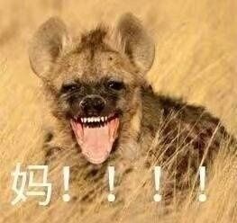 猫喊妈的表情包 高清全套 www.qinpinchang.com