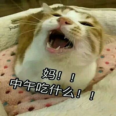 猫喊妈的表情包 高清全套 www.qinpinchang.com