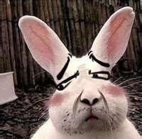 我的大兔子表情包 免费版 www.qinpinchang.com