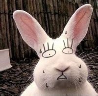 我的大兔子表情包 免费版 www.qinpinchang.com