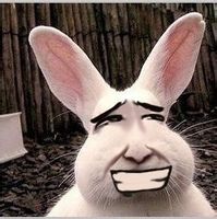 我的大兔子表情包 免费版 www.qinpinchang.com