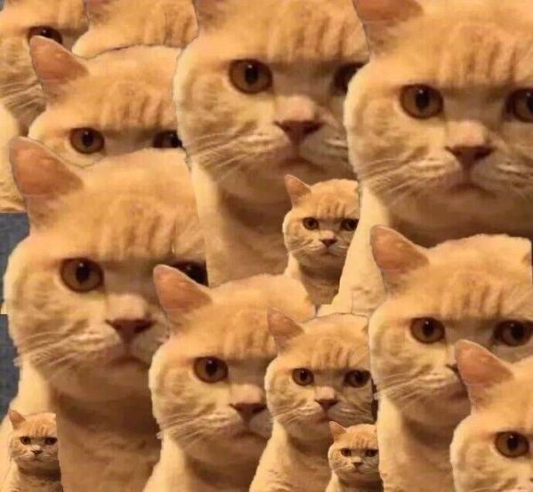 橘猫表情包 全套 www.qinpinchang.com