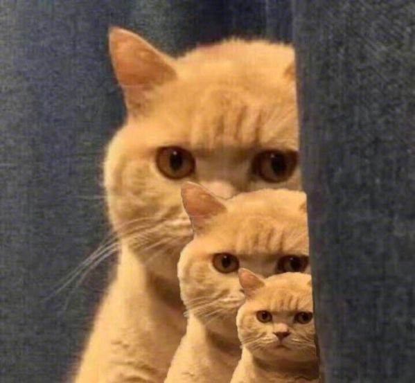 橘猫表情包 全套 www.qinpinchang.com