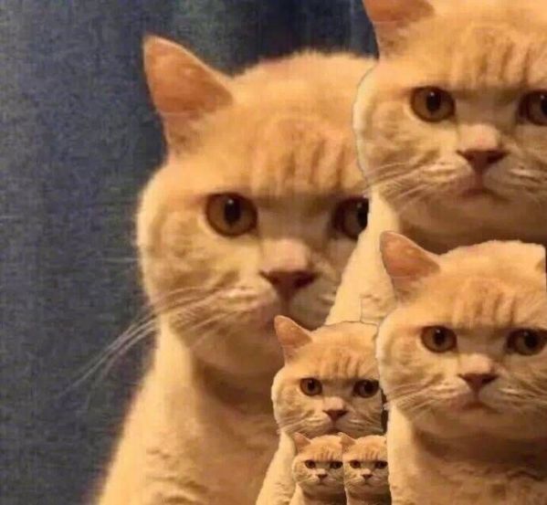 橘猫表情包 全套 www.qinpinchang.com