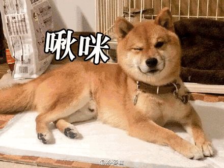 柴犬gif表情包 32p www.qinpinchang.com