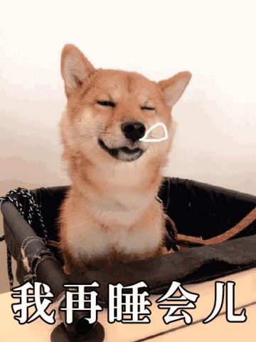 柴犬gif表情包 32p www.qinpinchang.com