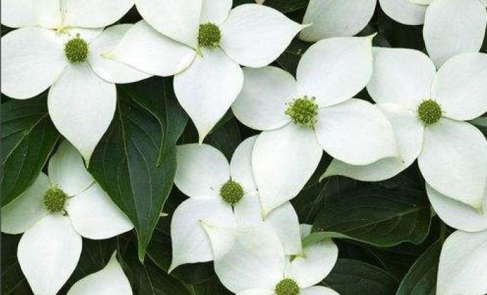 FastStone Capture怎么将照片做成油画-将照片做成油画方法 www.qinpinchang.com